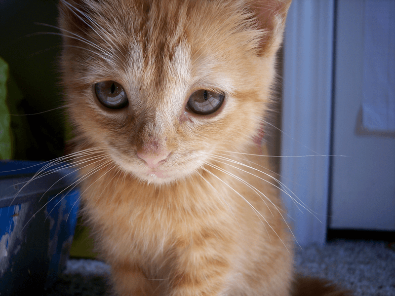 kitten-eyes