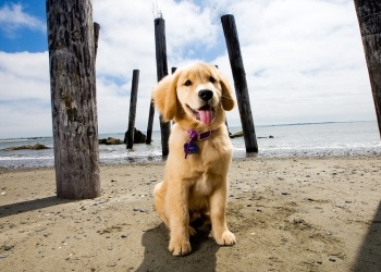 http://www.dreamstime.com/stock-photo-puppy-beach-image20593430