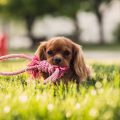 10 Great Ways to Manage Pet Costs