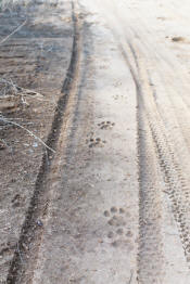 Mountain Lion Tracks