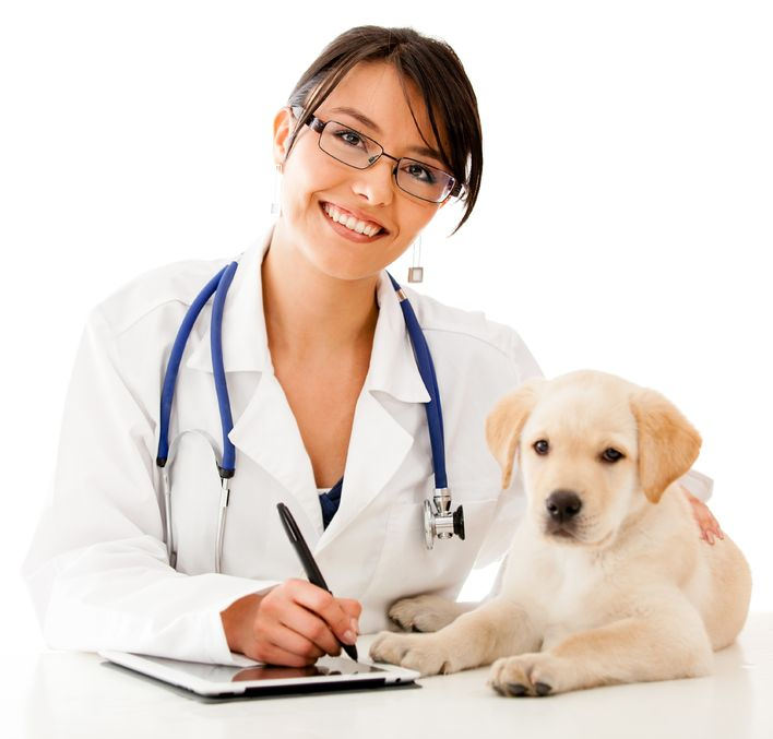 Type 1 Diabetes in Dogs